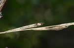 Saltmeadow cordgrass